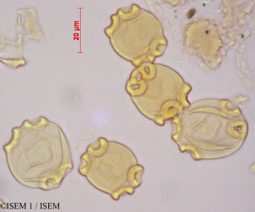 ISEM 1/Myriophyllum_alterniflorum_32271/Myriophyllum_alterniflorum_32271_0001(copy)_thumb.jpg
